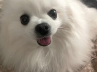 온산초장
