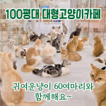 캣플헤븐 루원시티인천점