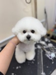 도그룸