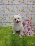 루이펫샵