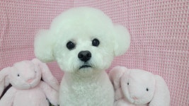 복슬 강아지미용실