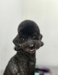 그루머웅