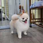 복슬 강아지미용실