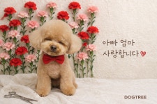 도그트리 애견미용실