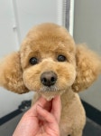 그루머웅