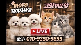 마이펫 강아지분양 고양이분양 대구점