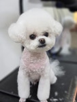 도도애견샵