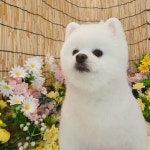 댕댕이모