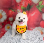 강아지집미용실