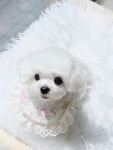 시크펫그루밍