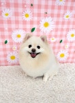 한스펫살롱
