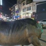 속초홍게무한리필홍게랑 속초본점