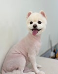 베리펫살롱