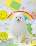 몽말순