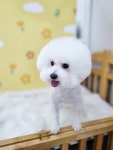 아기몽