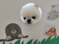 포포퍼피
