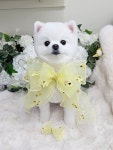 몽포레스트