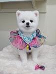 몽포레스트