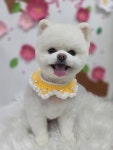 도도애견샵