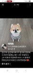 한사랑애견샵