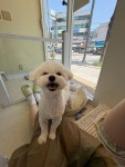 깔끔하개
