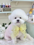 몽포레스트