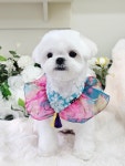 몽포레스트