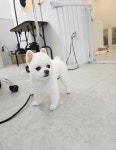 푸리바바