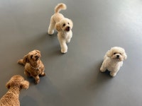 우다다멍 애견유치원 & 애견카페