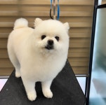 펫바스로 동탄본점