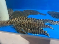 청해바다수산
