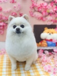 아토그루밍