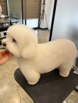 펫바스로 동탄본점