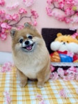 아토그루밍