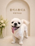 몽이스튜디오 애견미용