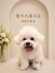 몽이스튜디오 애견미용