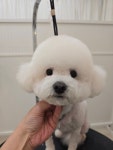 제이제이펫미용숍