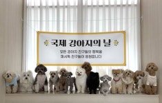 퍼시독