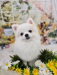 멍몽s