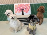 퍼시독