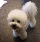 관저펫미용
