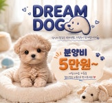 드림독 강아지분양 안심분양센터 부천점