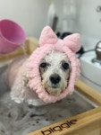 아띠아몽 애견미용&애견호텔