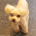 관저펫미용
