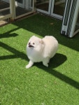 바둑이쌀롱