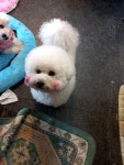 관저펫미용