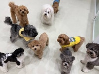 퍼시독