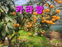 제주고고농원