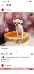 관저펫미용