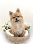 땅땅콩콩